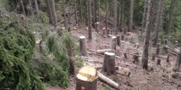 Kosova shfrytëzon për ngrohje gjysmë milioni metër kub dru më shumë se rritja vjetore e tyre