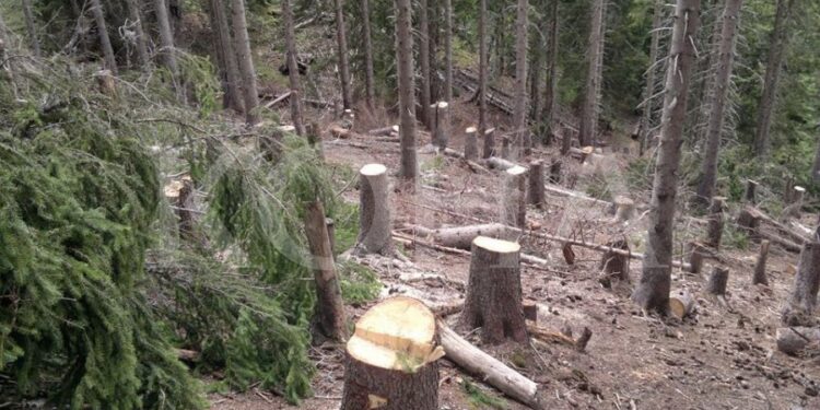 Kosova shfrytëzon për ngrohje gjysmë milioni metër kub dru më shumë se rritja vjetore e tyre