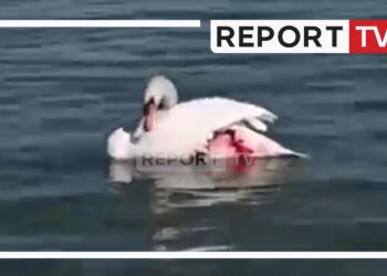 Plagos me çifte mjelmën në Liqenin e Pogradecit, autori kërkonte që ta balsamoste