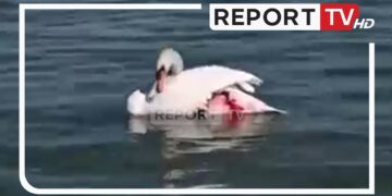 Plagos me çifte mjelmën në Liqenin e Pogradecit, autori kërkonte që ta balsamoste