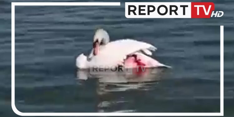 Plagos me çifte mjelmën në Liqenin e Pogradecit, autori kërkonte që ta balsamoste