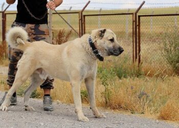 Nga 10 marsi, të gjithë ata që kanë kafshë shoqëruese obligohen t’i regjistrojnë ato