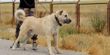 Nga 10 marsi, të gjithë ata që kanë kafshë shoqëruese obligohen t’i regjistrojnë ato