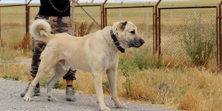 Nga 10 marsi, të gjithë ata që kanë kafshë shoqëruese obligohen t’i regjistrojnë ato