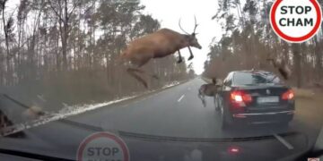 Dramatike: Shoferi i BMW mezi shmang përplasjen me një tufë drerësh