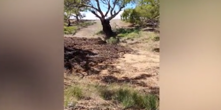 Një moment mahnitës: Uji shkon poshtë shtratit të një lumi të tharë në Australi, për herë të parë në tre vite