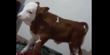 Kosovari e merr viçin brenda në shtëpi: “Duhet me mbajt brenda këtë javë se ftohtë”