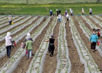 Ministria e Bujqësisë vazhdon me pagesën e dytë të subvencioneve për bujqit