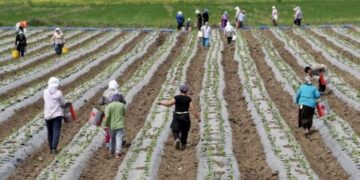 Ministria e Bujqësisë vazhdon me pagesën e dytë të subvencioneve për bujqit