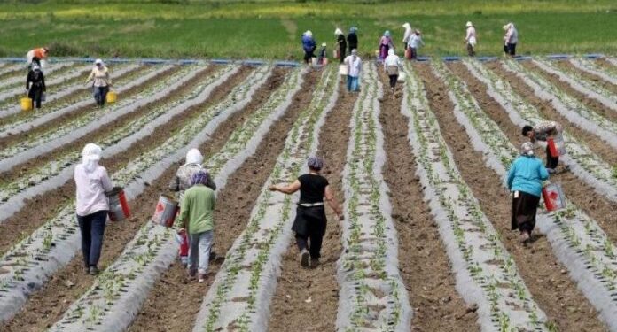 Ministria e Bujqësisë vazhdon me pagesën e dytë të subvencioneve për bujqit