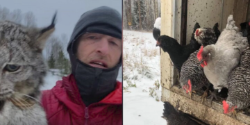 Fermeri kanadez kap roqebullin, e kritikon për pulat që i hëngri në kotec