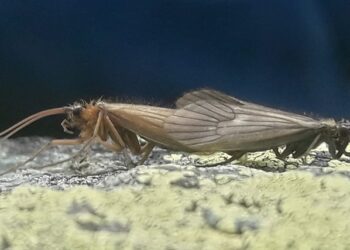 Zbulohet një lloj i ri i insekteve në Kosovë – Potamophylax Coronavirus