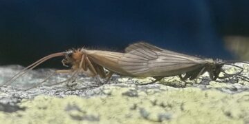 Zbulohet një lloj i ri i insekteve në Kosovë – Potamophylax Coronavirus