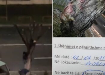 Dëmtoi lisin, qytetari në Prishtinë gjobitet me 1 mijë euro