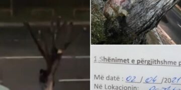 Dëmtoi lisin, qytetari në Prishtinë gjobitet me 1 mijë euro