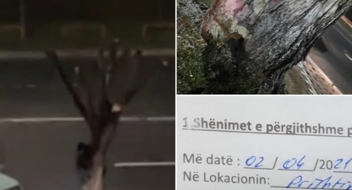 Dëmtoi lisin, qytetari në Prishtinë gjobitet me 1 mijë euro
