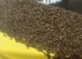 Kositja fatale e barit pranë koshereve, amerikani nuk e dinte që në pronë i ka mbi 60 mijë insekte të rrezikshme