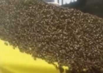 Kositja fatale e barit pranë koshereve, amerikani nuk e dinte që në pronë i ka mbi 60 mijë insekte të rrezikshme