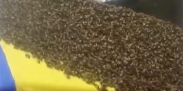 Kositja fatale e barit pranë koshereve, amerikani nuk e dinte që në pronë i ka mbi 60 mijë insekte të rrezikshme