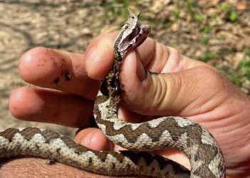Gjarpri më helmues në Evropë, Vipera shfaqet edhe në parkun e Gërmisë