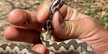Gjarpri më helmues në Evropë, Vipera shfaqet edhe në parkun e Gërmisë