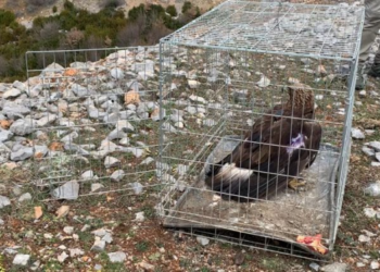 Rikuperohet shqiponja e plagosur në Shqipëri, pajiset me GPS dhe lëshohet në fluturim