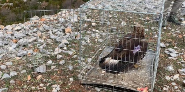 Rikuperohet shqiponja e plagosur në Shqipëri, pajiset me GPS dhe lëshohet në fluturim