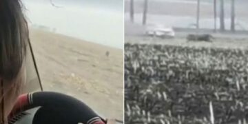 Momenti kur tigri i tërbuar sulmon makinën e një gruaje