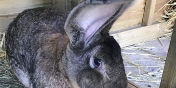 Vidhet lepuri gjigant, mbajtës i rekordit Guinness