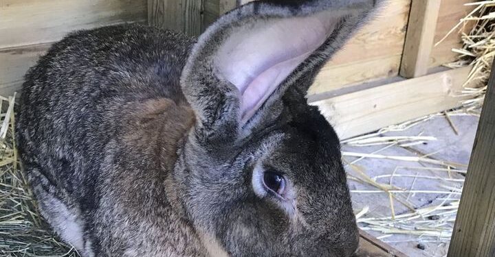 Vidhet lepuri gjigant, mbajtës i rekordit Guinness