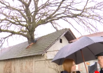 Ndodh në Kosovë, familja e kanë lisin në mes të shtëpisë