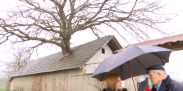 Ndodh në Kosovë, familja e kanë lisin në mes të shtëpisë