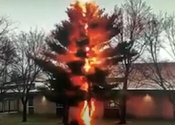 Rrufeja e bën copa një pishë brenda sekondës