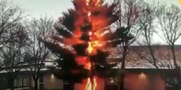 Rrufeja e bën copa një pishë brenda sekondës