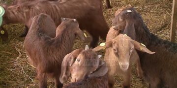 Dhi siriane në Shqipëri: Ferma me kafshët e rralla që erdhën nga Damasku