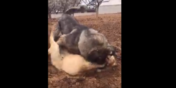 Fondacioni për të Drejtat e Kafshëve ngre alarmin për keqtrajtimin e qenëve endacakë