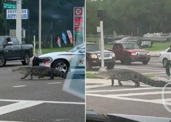 Krokodili gjigant bllokon trafikun në Florida