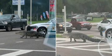 Krokodili gjigant bllokon trafikun në Florida