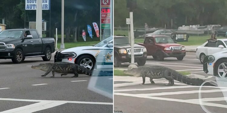 Krokodili gjigant bllokon trafikun në Florida