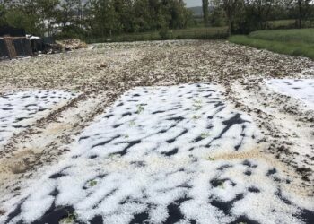 Bie breshër edhe sot në disa vise të Kosovës