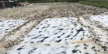 Bie breshër edhe sot në disa vise të Kosovës