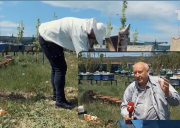 E pickojnë 40 bletë, burri nga Prishtina thotë se është shëruar nga reuma