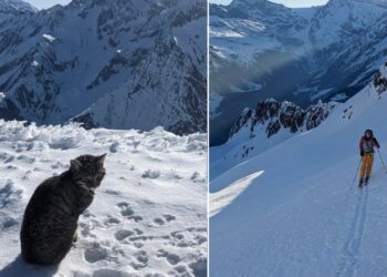 Macja ngjitet me alpinistët në majën e një mali zviceran