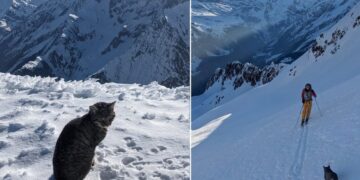 Macja ngjitet me alpinistët në majën e një mali zviceran