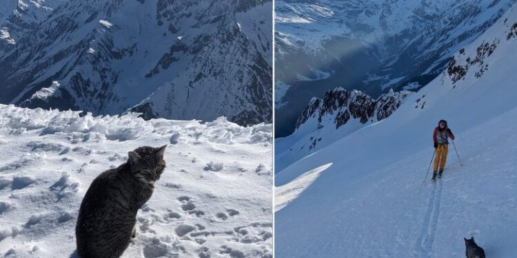 Macja ngjitet me alpinistët në majën e një mali zviceran