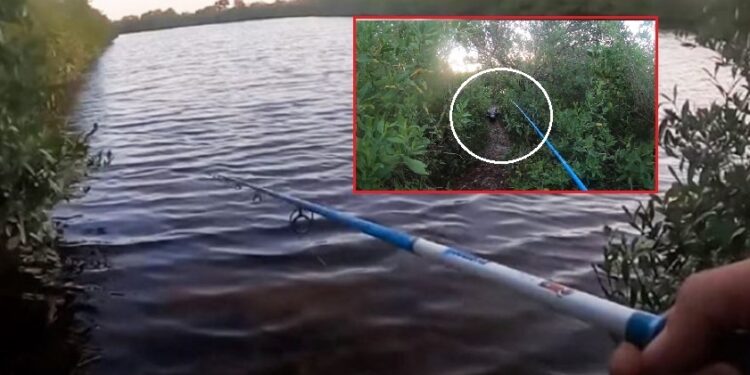 Peshkaktarit i ndodh e papritura, aligatori filloi ta ndjek