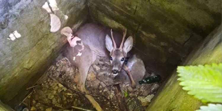 Shpëtohet një dre që kishte ngecur në një pusetë në Prizren