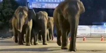 Qyteti “merret peng” nga “banda e elefantëve”, rrugët mbesin të shkreta