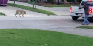 Tigri i tmerron fqinjët në një lagje – njëri prej tyre i drejton armën