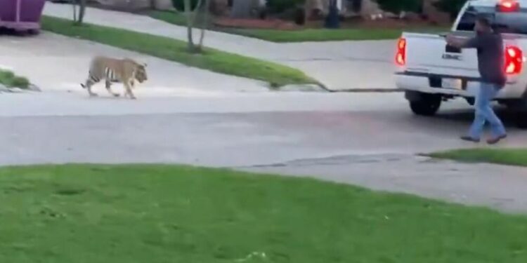 Tigri i tmerron fqinjët në një lagje – njëri prej tyre i drejton armën